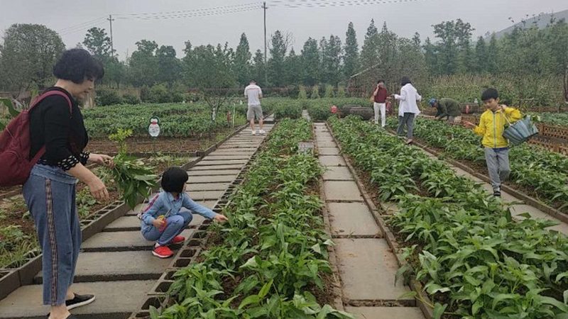 露天种植苹果防病流程解析