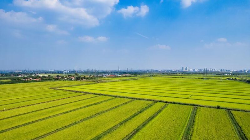 农产品批发市场商户入驻指南：流程解析与注意事项**