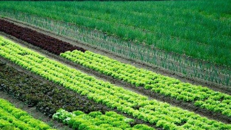 农产品配送合同范本：保障交易安全的法律依据**