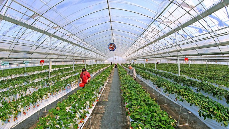 农产品批发供应链管理规范流程：从田间到档口的效率密码