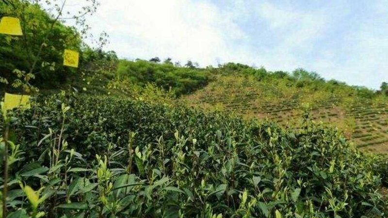 生态农业观光园设计：打造绿色休闲新体验