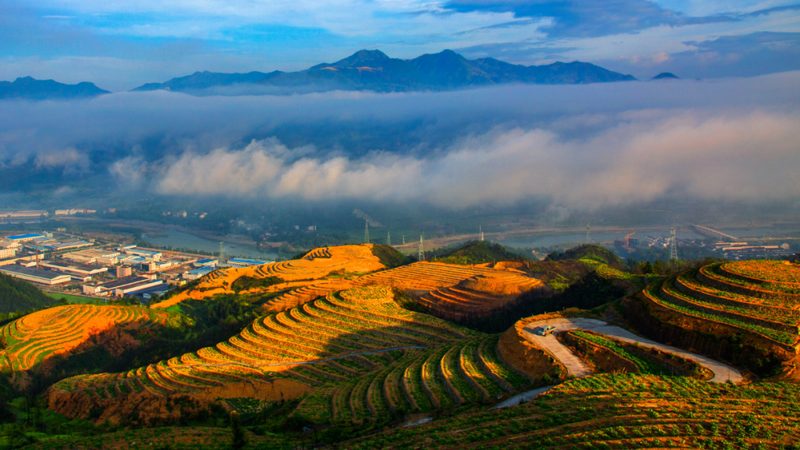 山东水果种植基地，如何挑选新品种？**