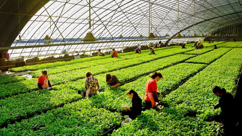连栋温室建设：揭秘每平米设计费用的构成因素**