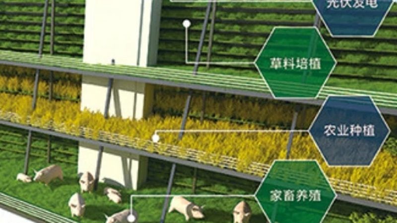 家庭楼顶种菜，绿色生活新选择